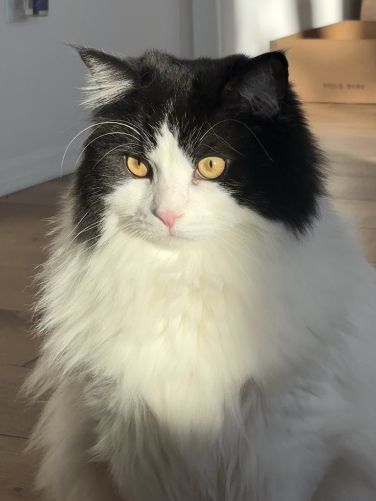Mookie relaxing at home during a Slinky Cat vacation care visit in North County San Diego.