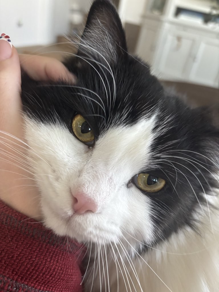 Mookie enjoying quiet affection with his Slinky Cat Kitty Caregiver during a Kitty Staycation.