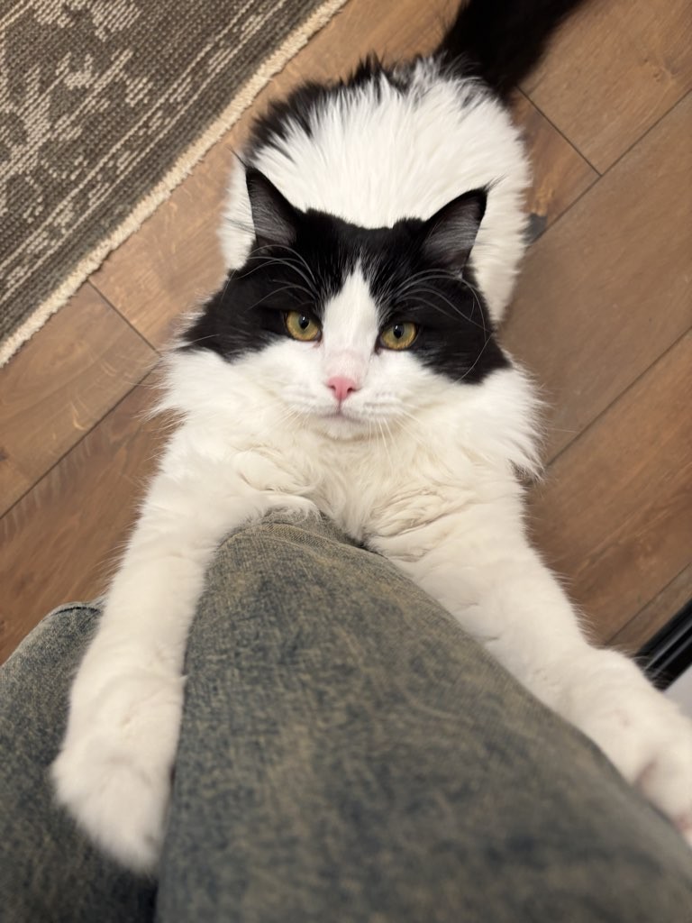 Mookie greeting his experienced Slinky Cat Kitty Caregiver during an in-home vacation care visit.
