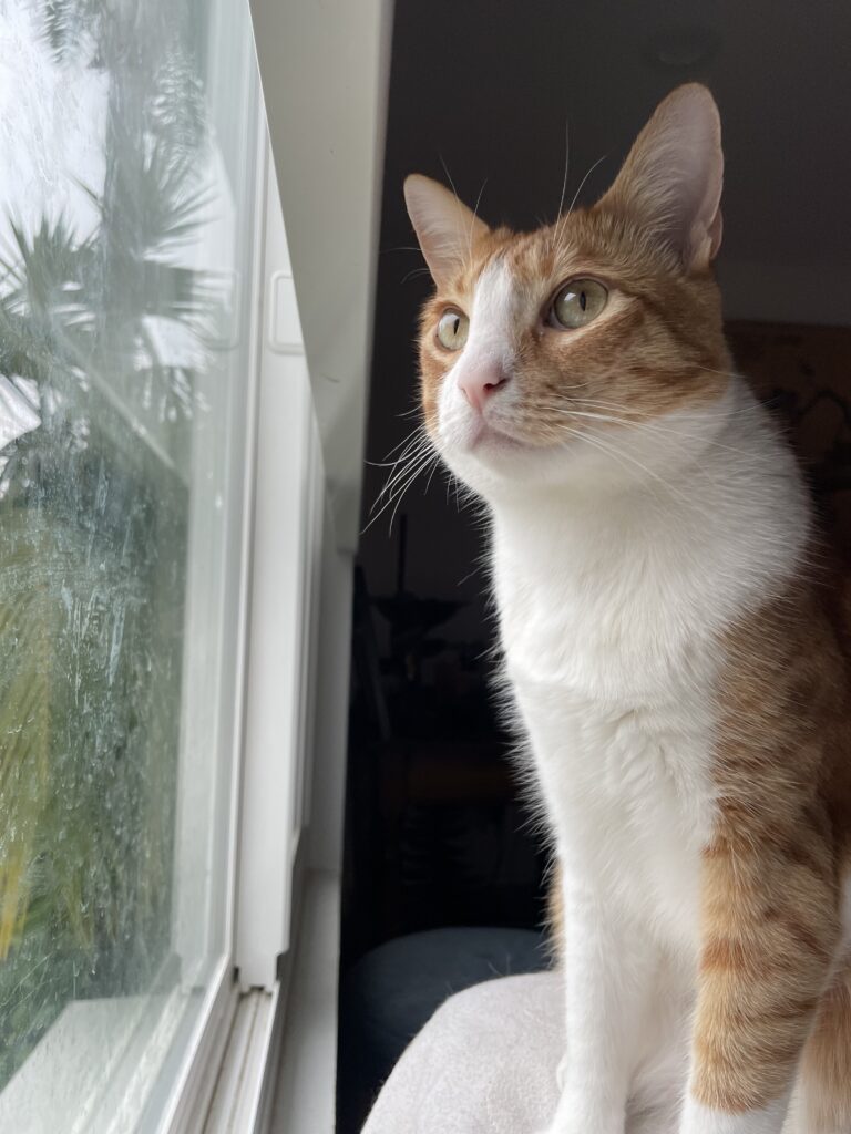 Indoor cat Tiger looking out the window during a Slinky Cat at Home cat sitting visit